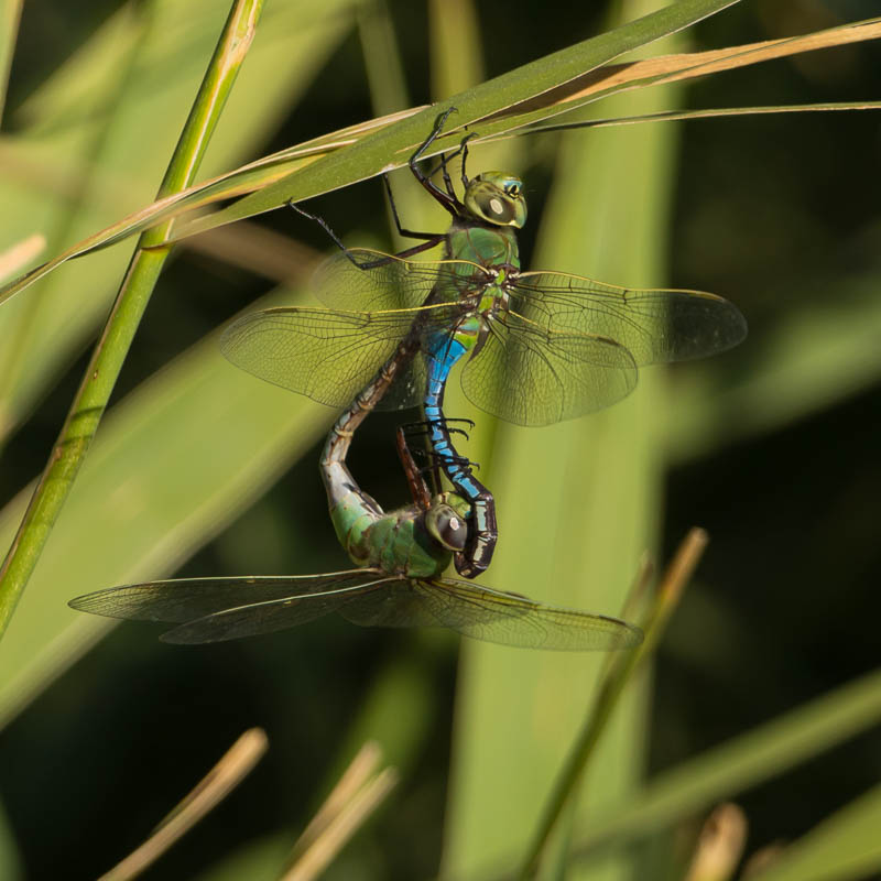 Common Green Darner